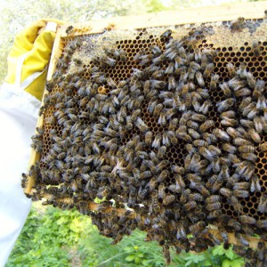 checking a frame of bees
