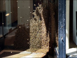 _48736344_beesafp