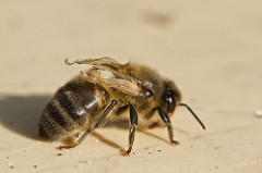 Bee with deformed wing virus