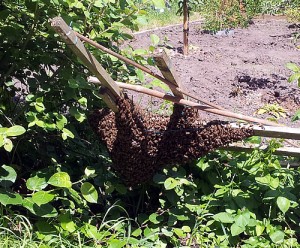 A swarm of honey bees on a fence.