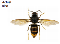 Asian hornet